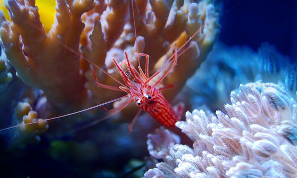 Bright-coloured shrimp in aquarium